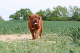 DOGUE DE BORDEAUX 034